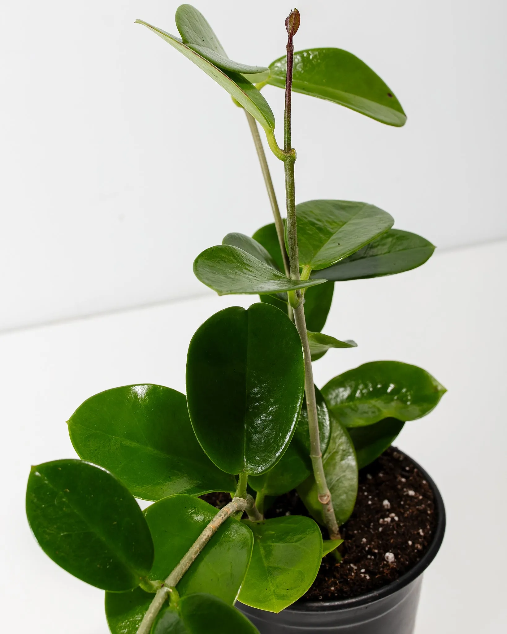 Hoya australis