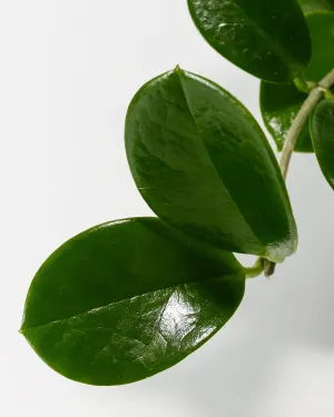 Hoya australis