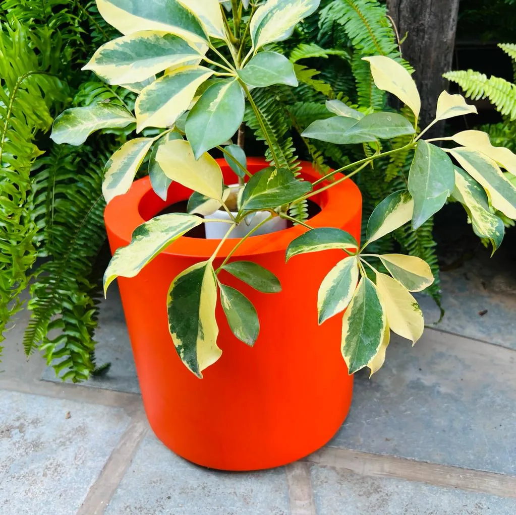 Sanjeeda 3 :  Fibre glass planter