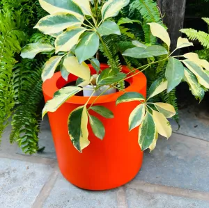 Sanjeeda 3 :  Fibre glass planter